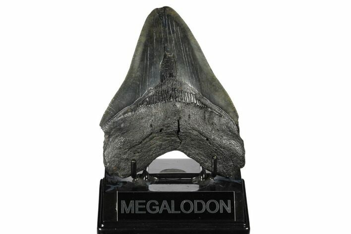 Fossil Megalodon Tooth - South Carolina #175970